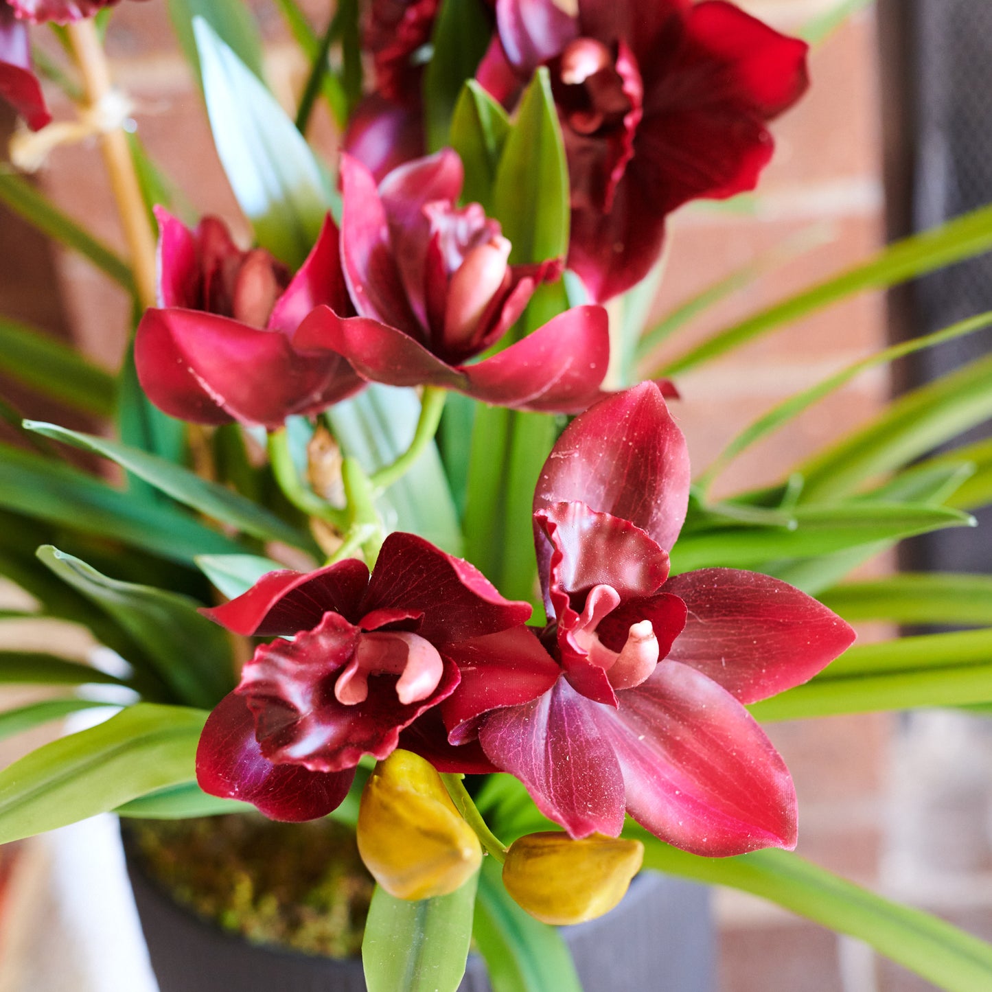 Eloise Cymbidium Orchid in Pot