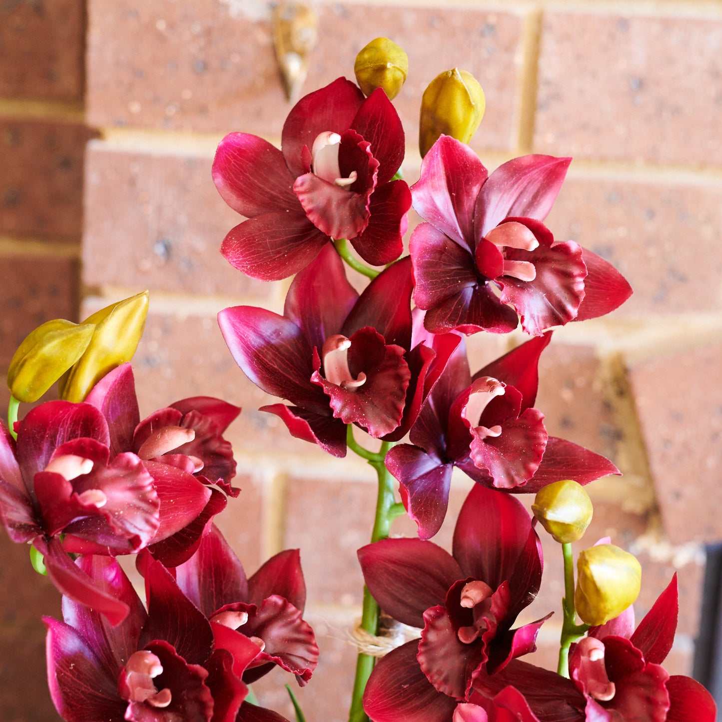 Eloise Cymbidium Orchid in Pot