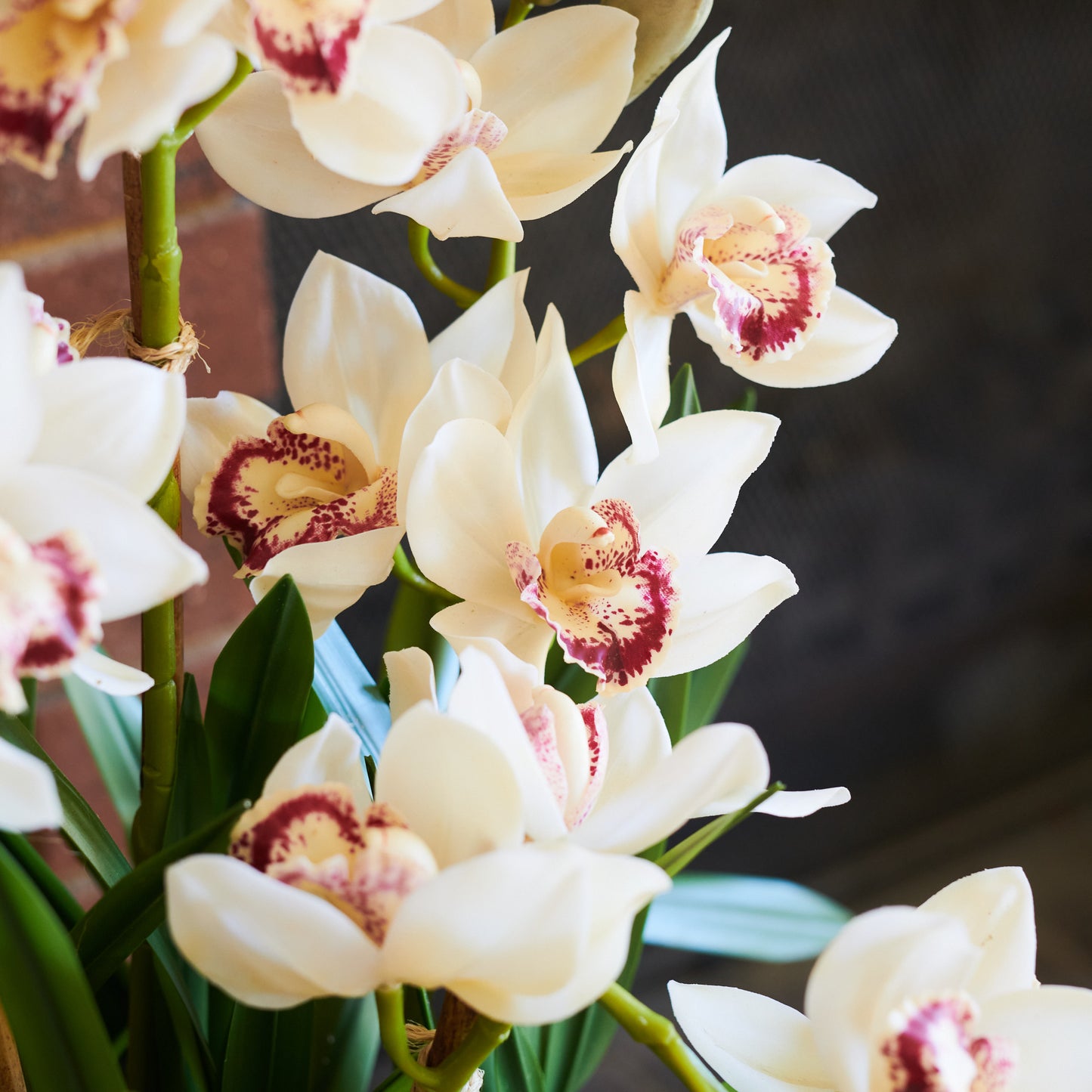 Eloise Cymbidium Orchid in Pot