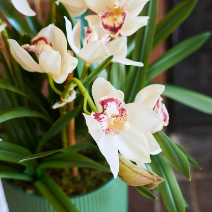 Eloise Cymbidium Orchid in Pot