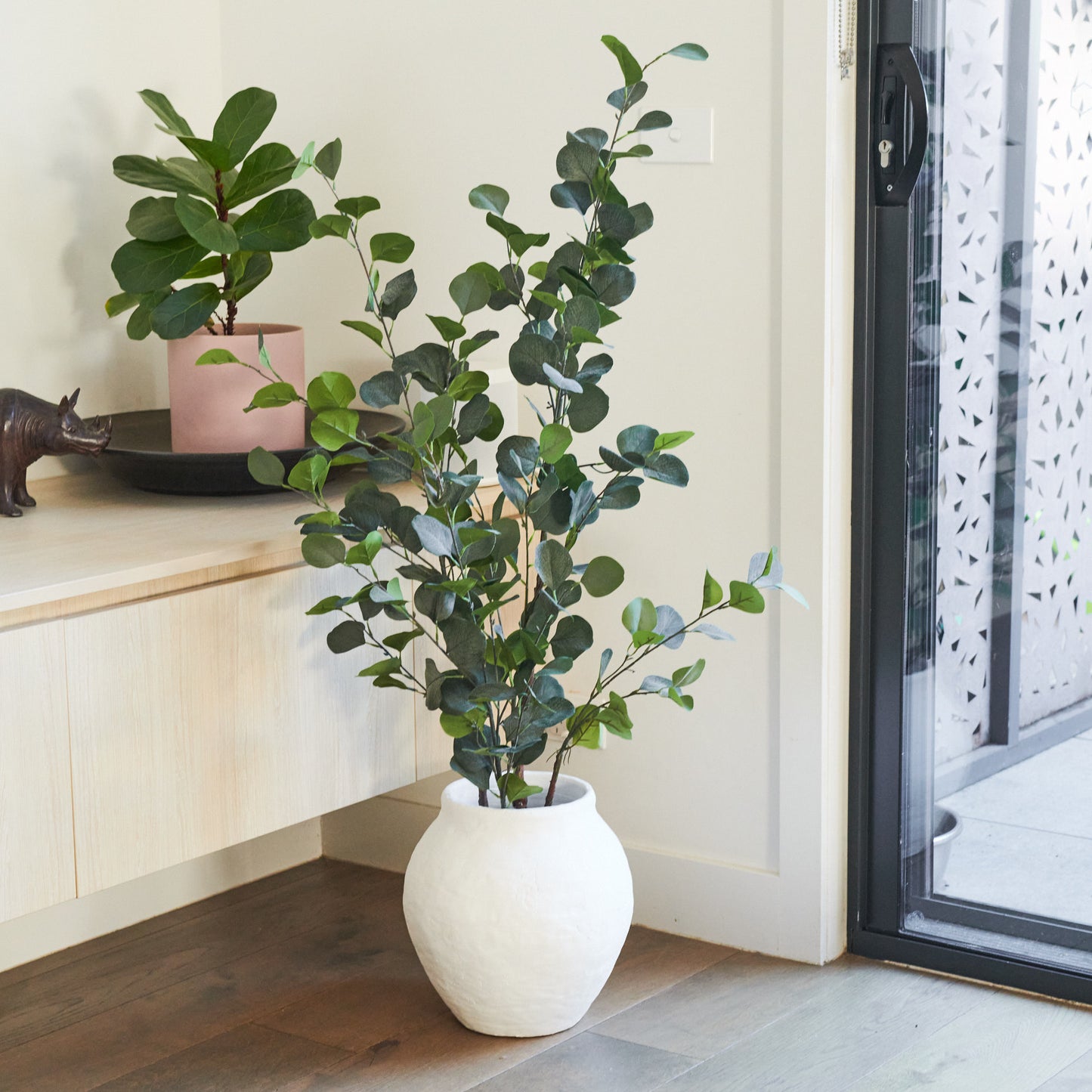 Farleigh Dollar Gum Eucalyptus Tree
