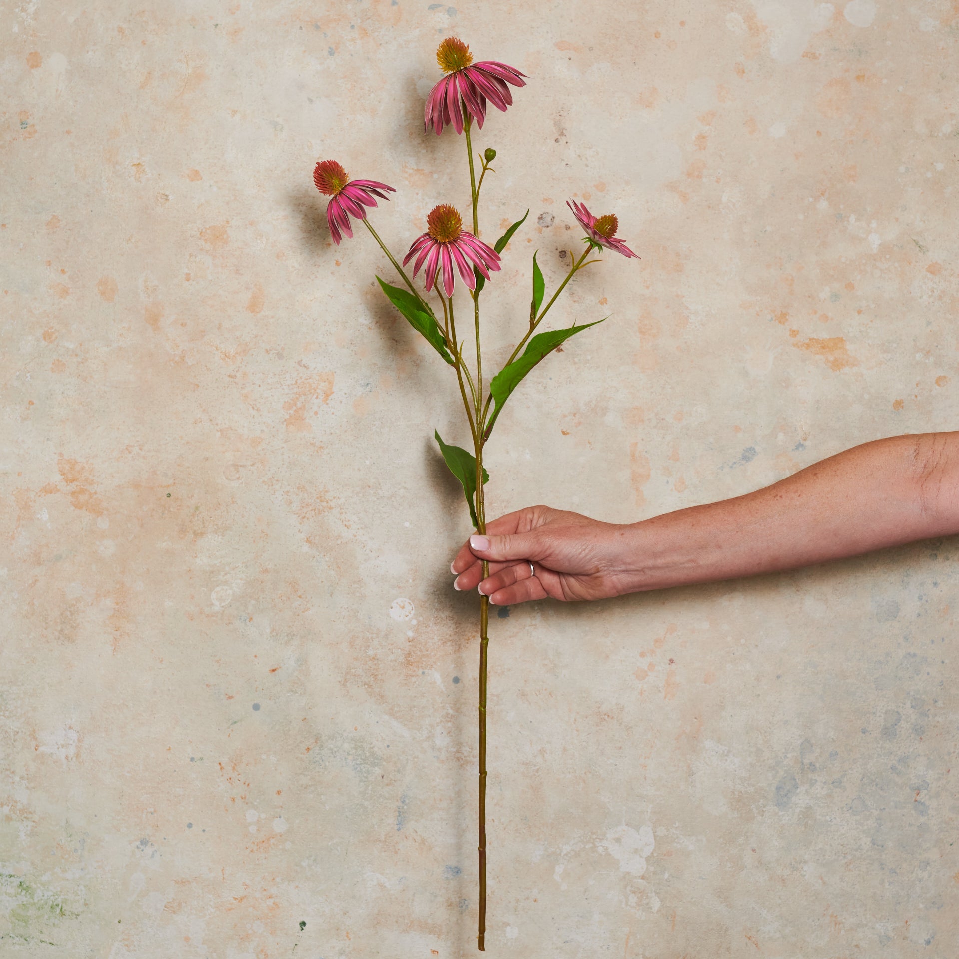 Echinacea Spray Flower Stem