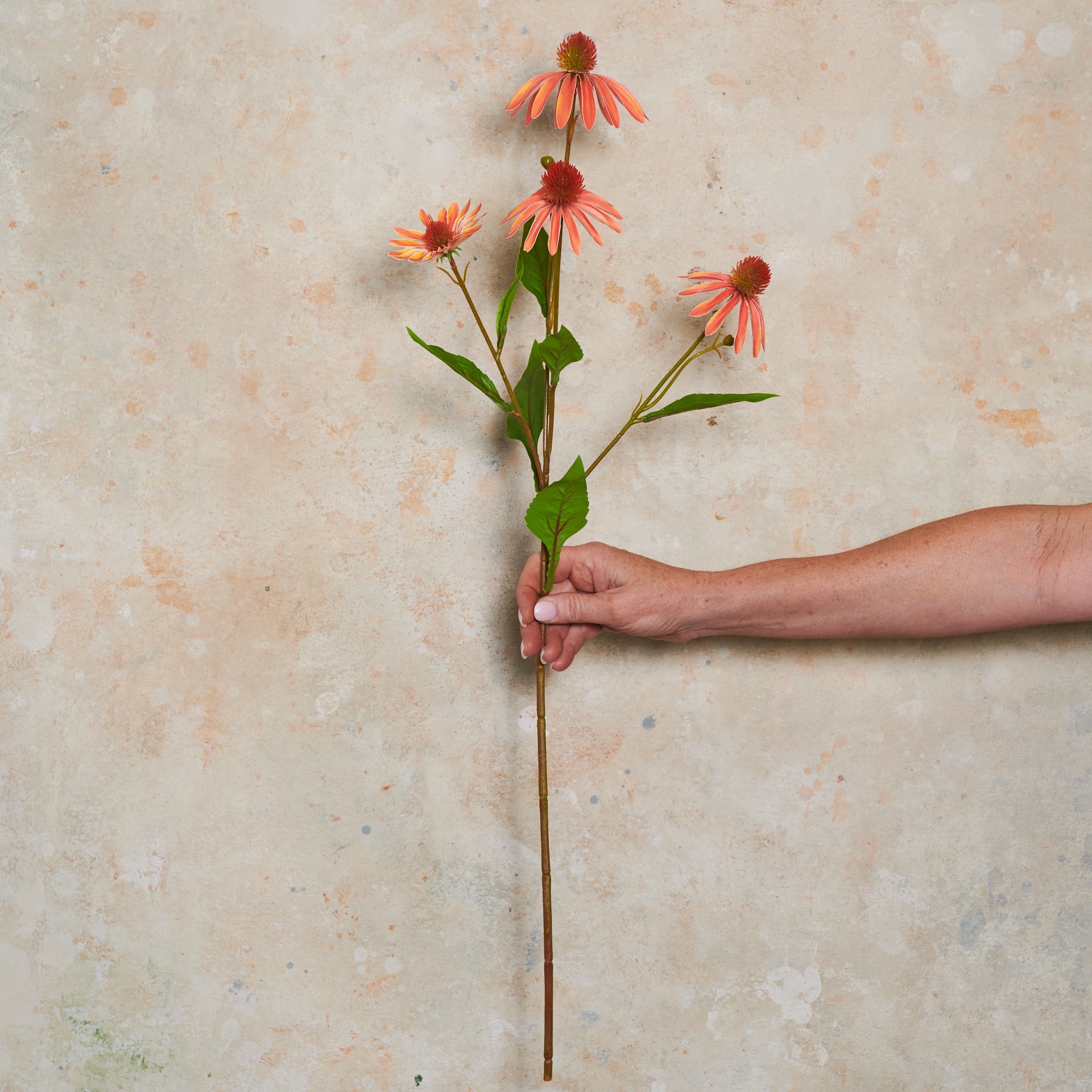 Echinacea Spray Flower Stem
