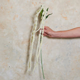 Amaranthus Real Touch Flower Stem