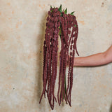Amaranthus Real Touch Flower Stem