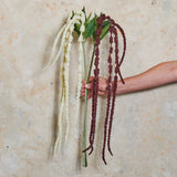 Amaranthus Real Touch Flower Stem