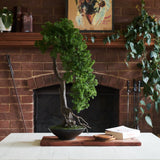 Buddhist Pine Bonsai