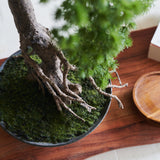 Buddhist Pine Bonsai