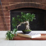 Anami Bonsai