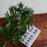 Anami Bonsai