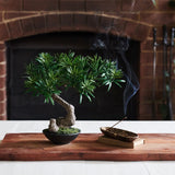 Bodhi Bonsai