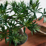 Bodhi Bonsai