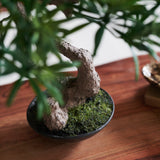 Bodhi Bonsai