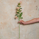 Ranunculus Wild Real Touch Flower Stem
