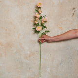 Ranunculus Wild Real Touch Flower Stem