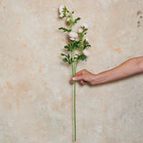 Ranunculus Wild Real Touch Flower Stem