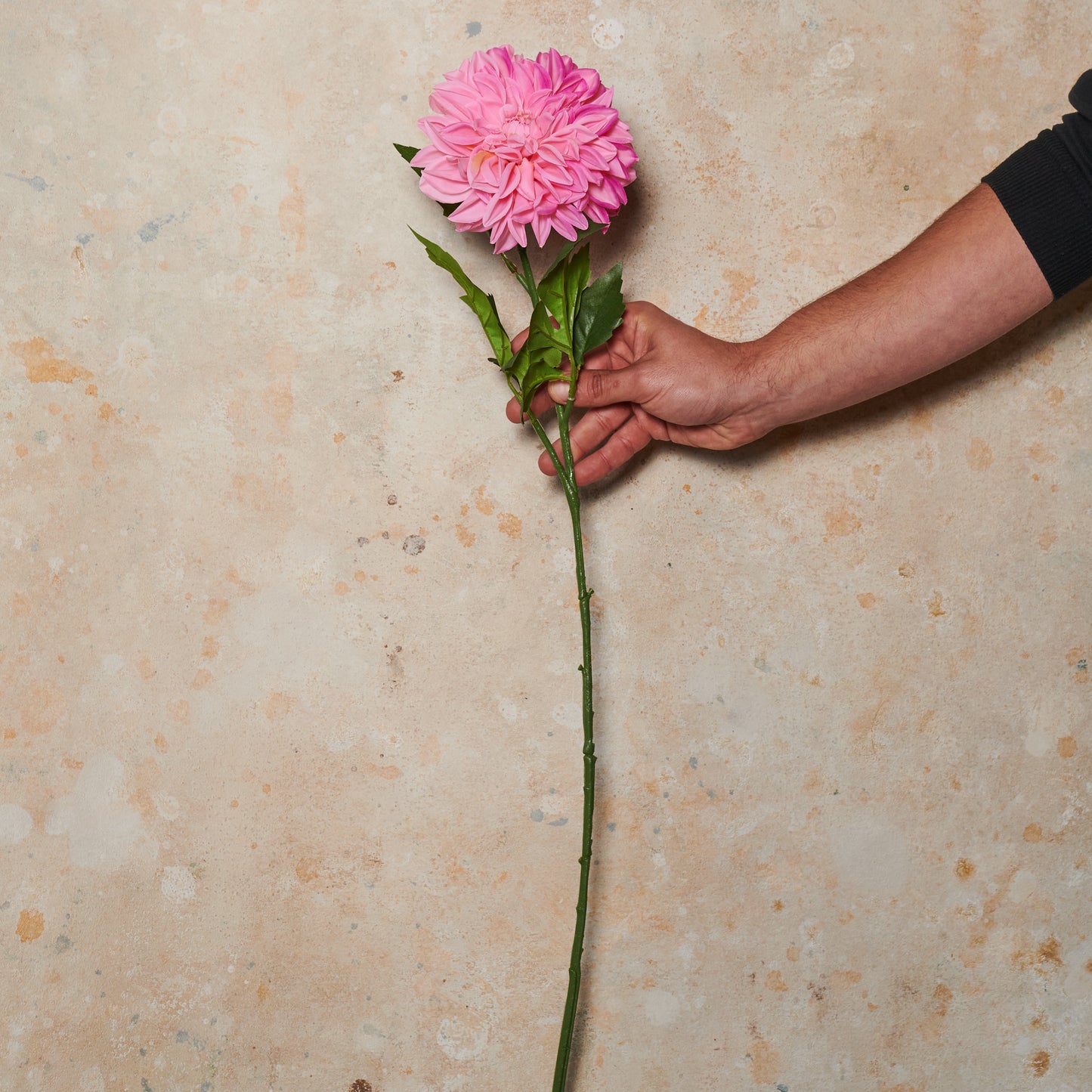 Pompon Dahlia Large Real Touch Flower Stem