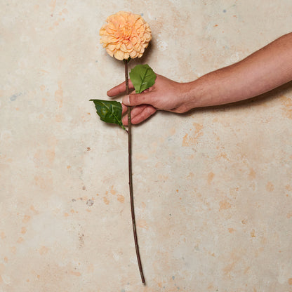Pompon Dahlia Real Touch Flower Stem