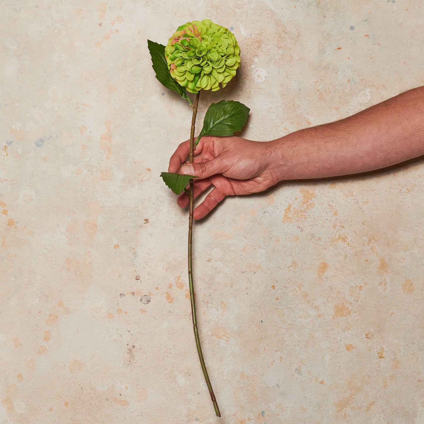 Pompon Dahlia Real Touch Flower Stem