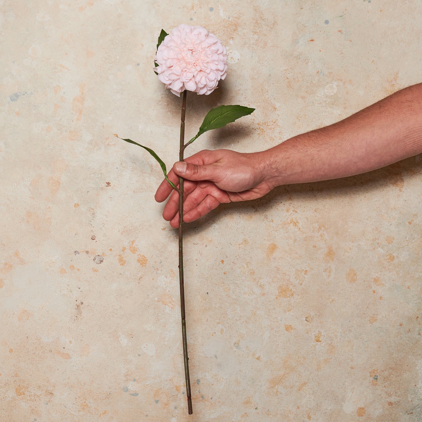 Pompon Dahlia Real Touch Flower Stem
