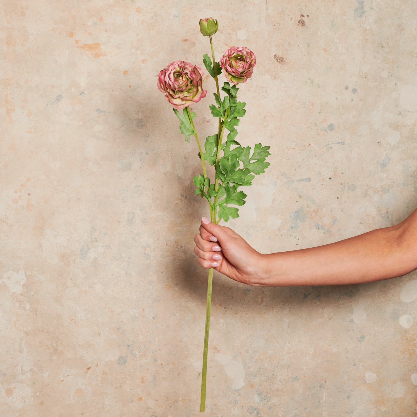Ranunculus Flower Real Touch Flower Stem