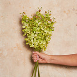 Orchid Vanda Real Touch Flower Stem