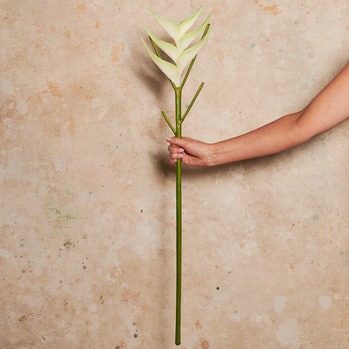Heliconia Real Touch Flower Stem