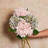 Hydrangea Flower Stem