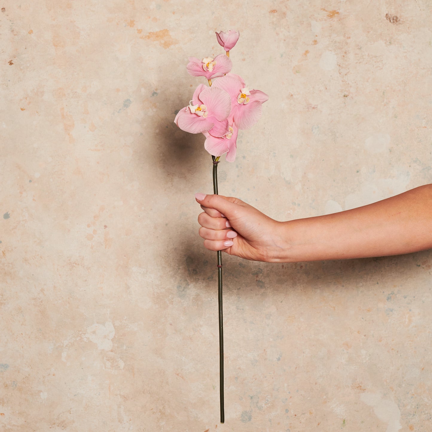 Mini Phalaenopsis Real Touch Flower Stem