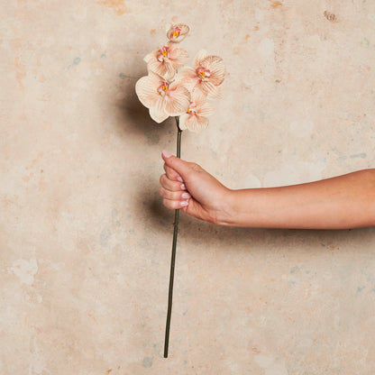 Mini Phalaenopsis Real Touch Flower Stem