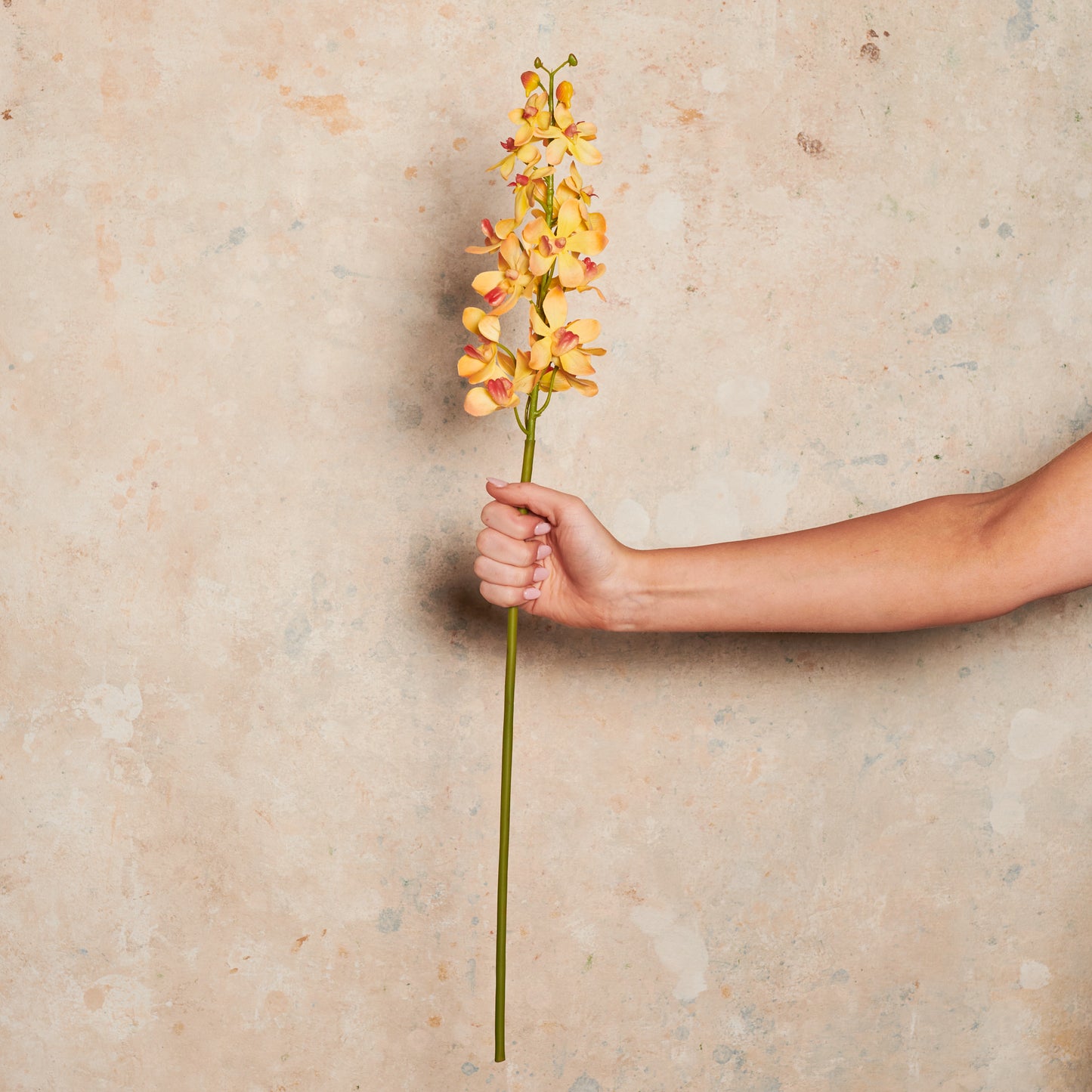 Orchid Vanda Real Touch Flower Stem