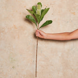 Banksia Spray Real Touch Flower Stem