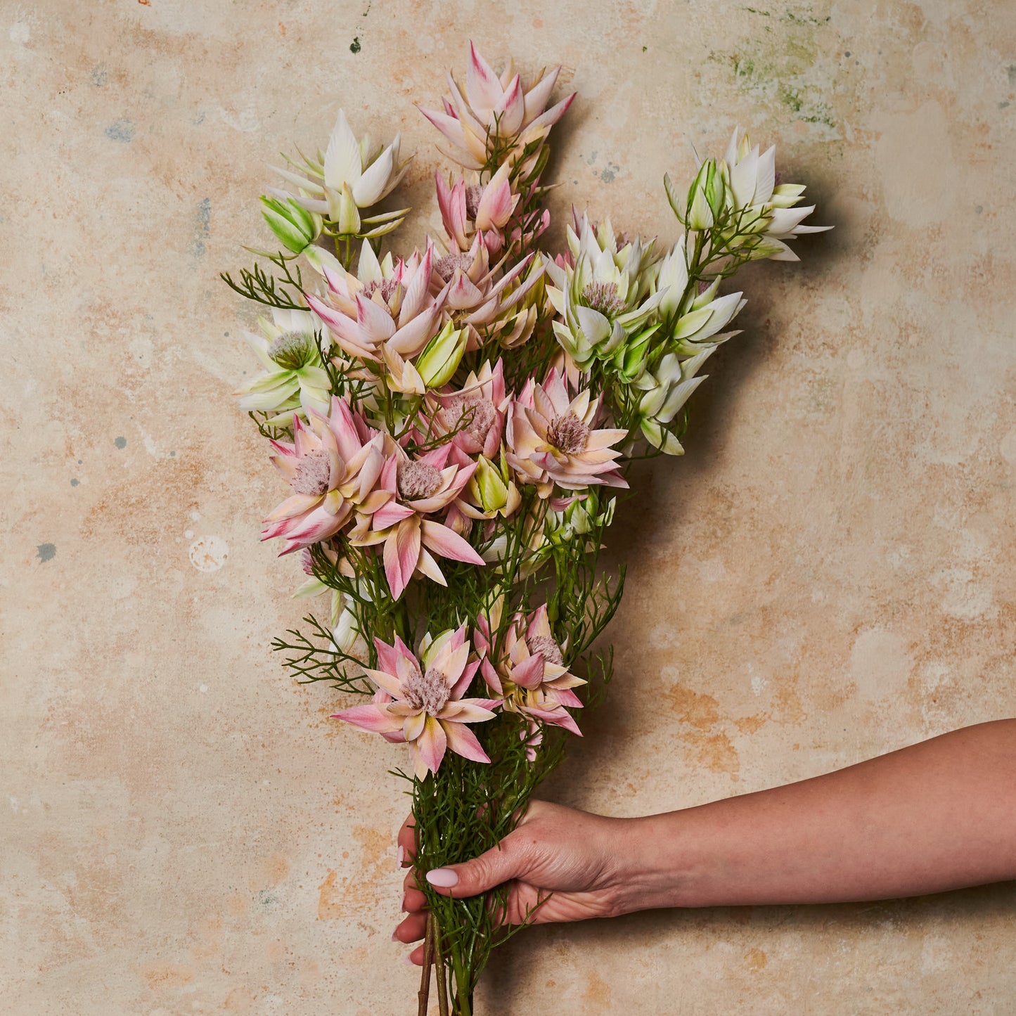 Blushing Bride Spray Flower Stem