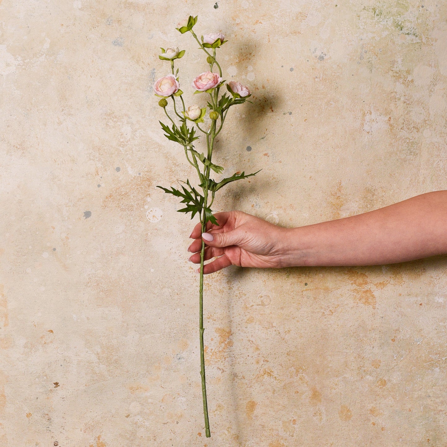 Ranunculus Spray Flower Stem