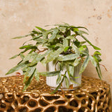 Winston Kangaroo Fern Plant in Pot