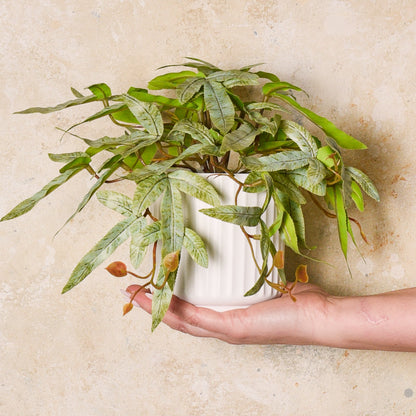 Winston Kangaroo Fern Plant in Pot