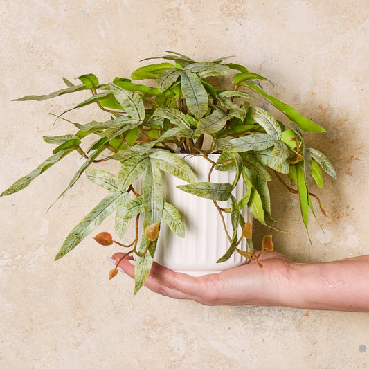 Winston Kangaroo Fern Plant in Pot