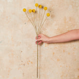 Billy Button Real Touch Flower Stem