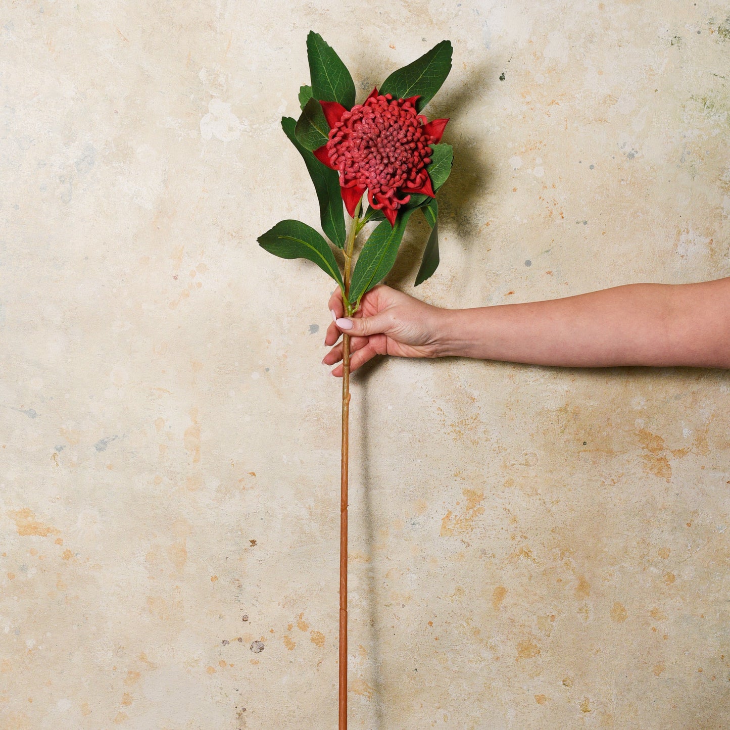 Waratah Real Touch Flower Stem