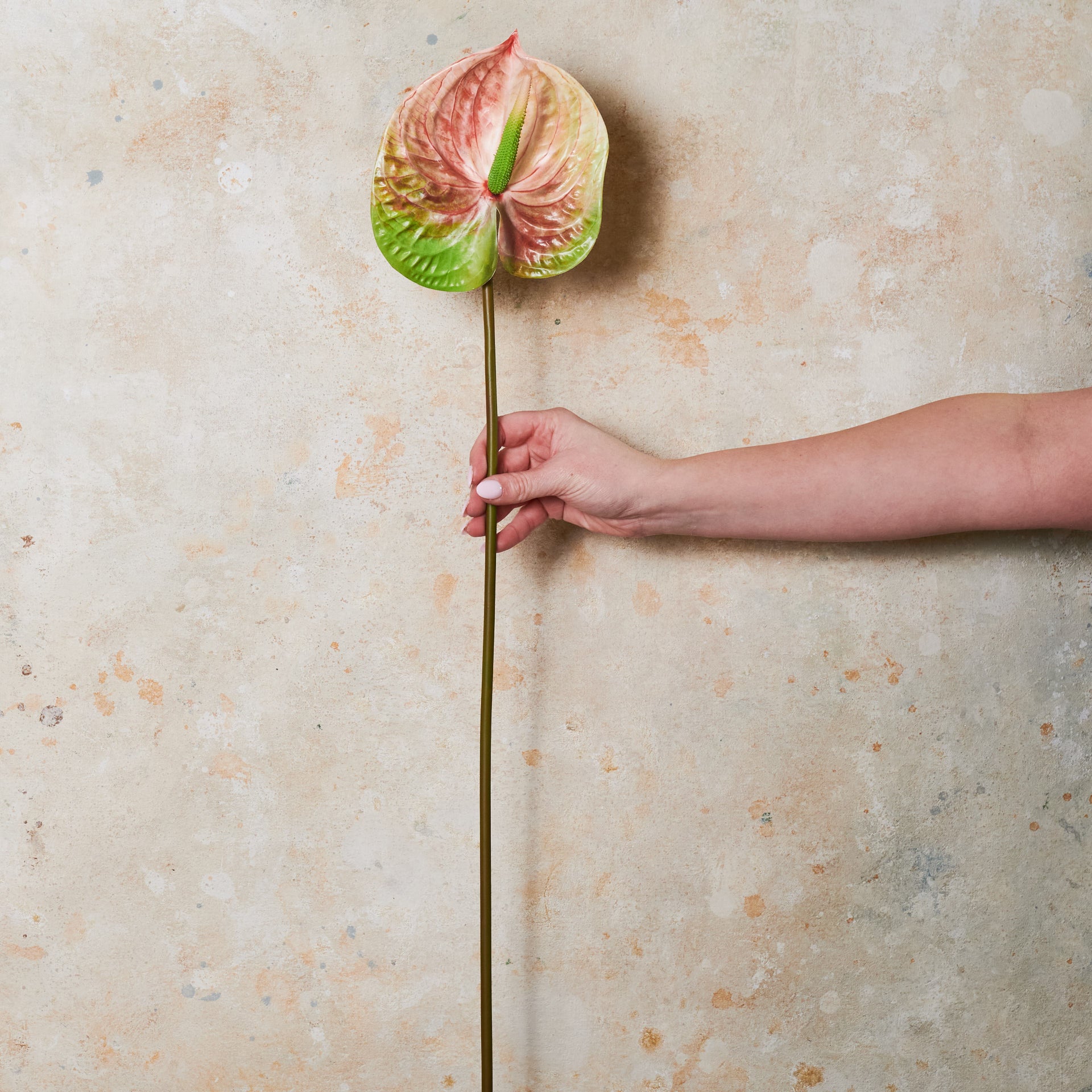 Anthurium Real Touch Flower Stem