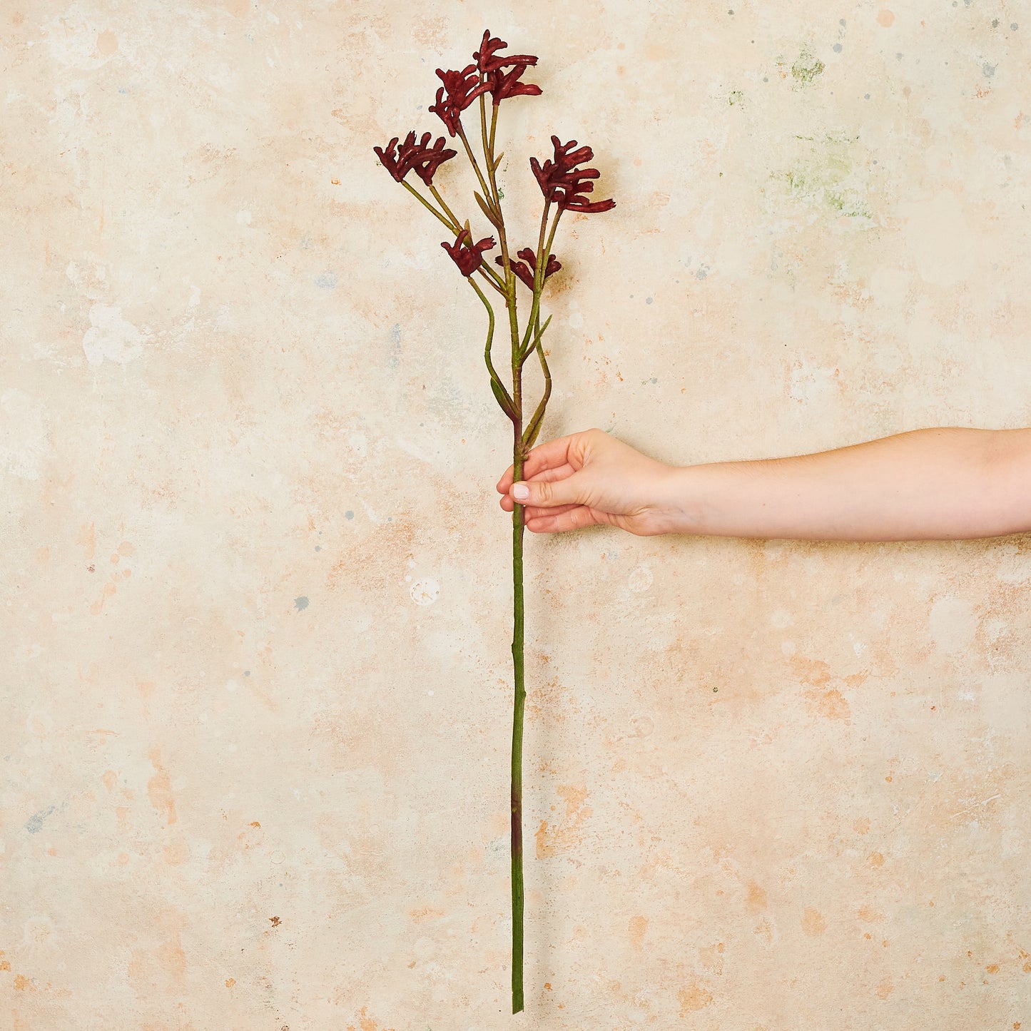 Kangaroo Paw Real Touch Flower Stem