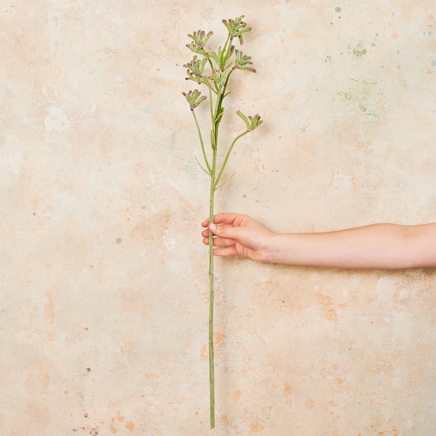 Kangaroo Paw Real Touch Flower Stem