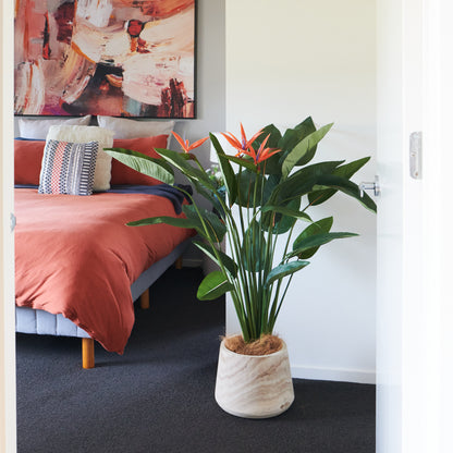 Tatum Bird of Paradise Plant