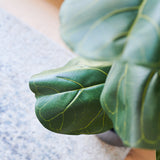 Easton Premium Fiddle Leaf Tree