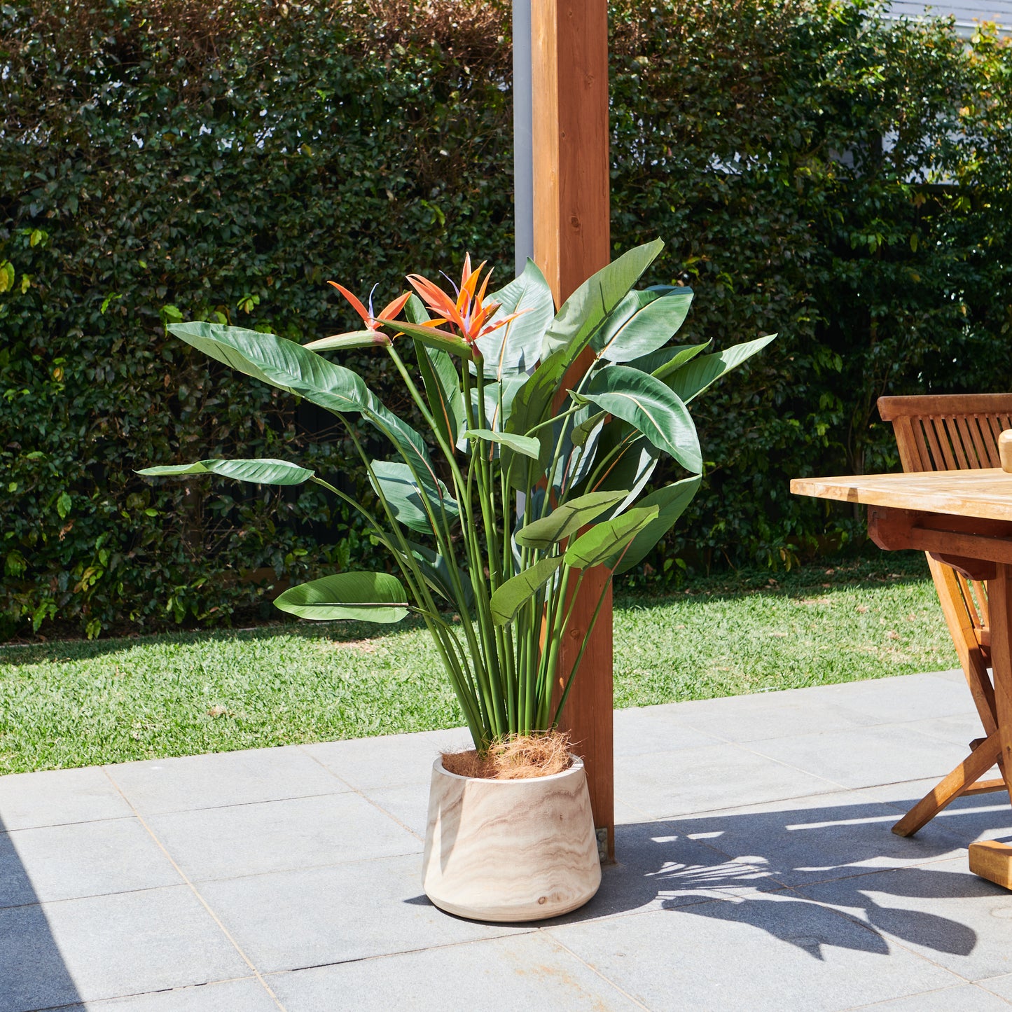 Tatum Bird of Paradise Plant