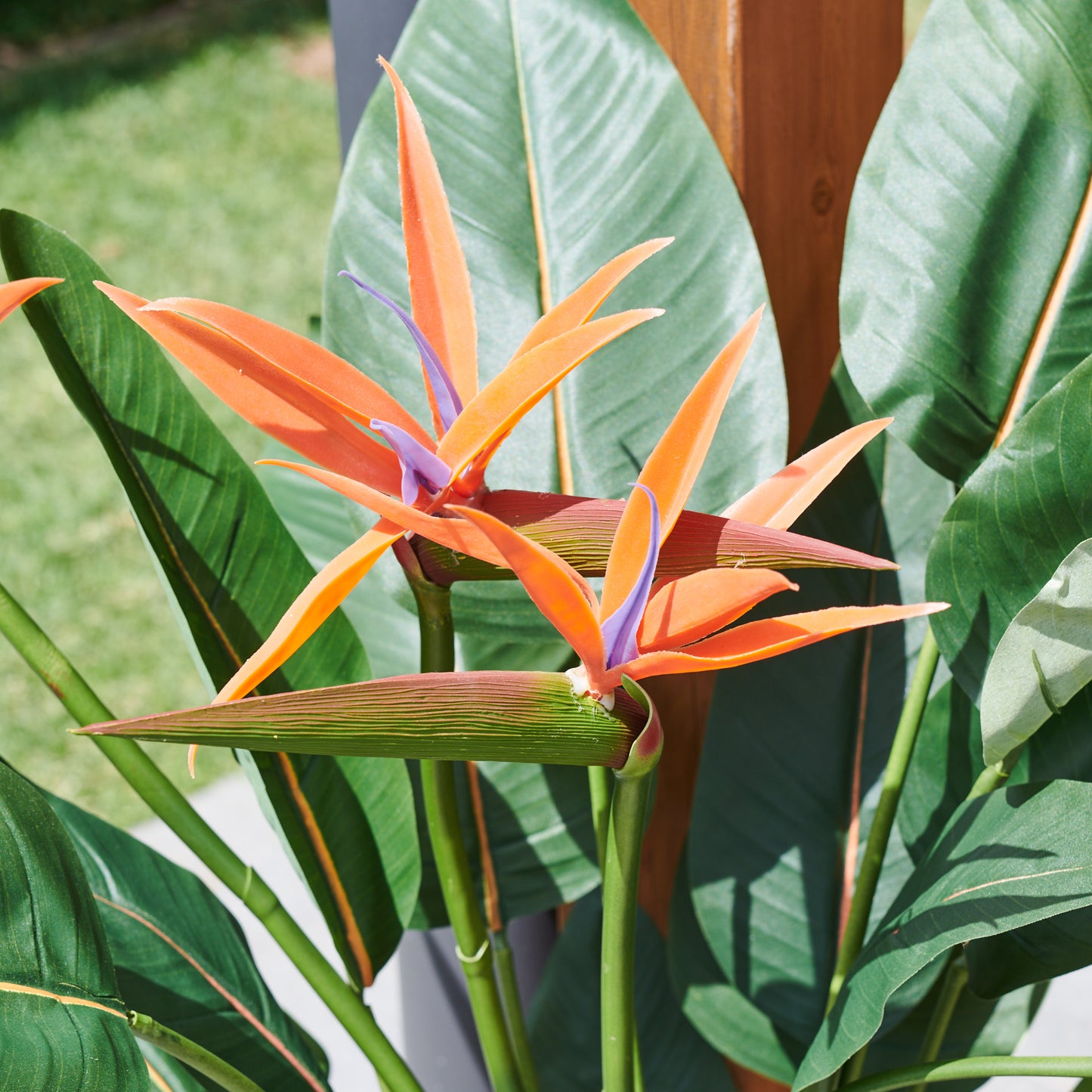 Tatum Bird of Paradise Plant