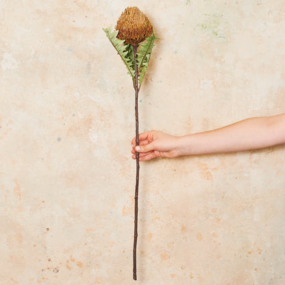 Banksia Baxteri Stem Real Touch Flower Stem