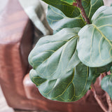 Easton Premium Fiddle Leaf Tree
