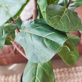 Easton Premium Fiddle Leaf Tree