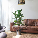 Easton Premium Fiddle Leaf Tree